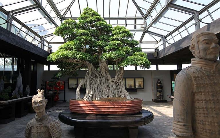 The Diversity And History Of Bonsai Bonsai Alchemist