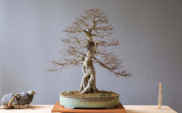 How Often Do You Water Bonsai Trees - Bonsai Alchemist
