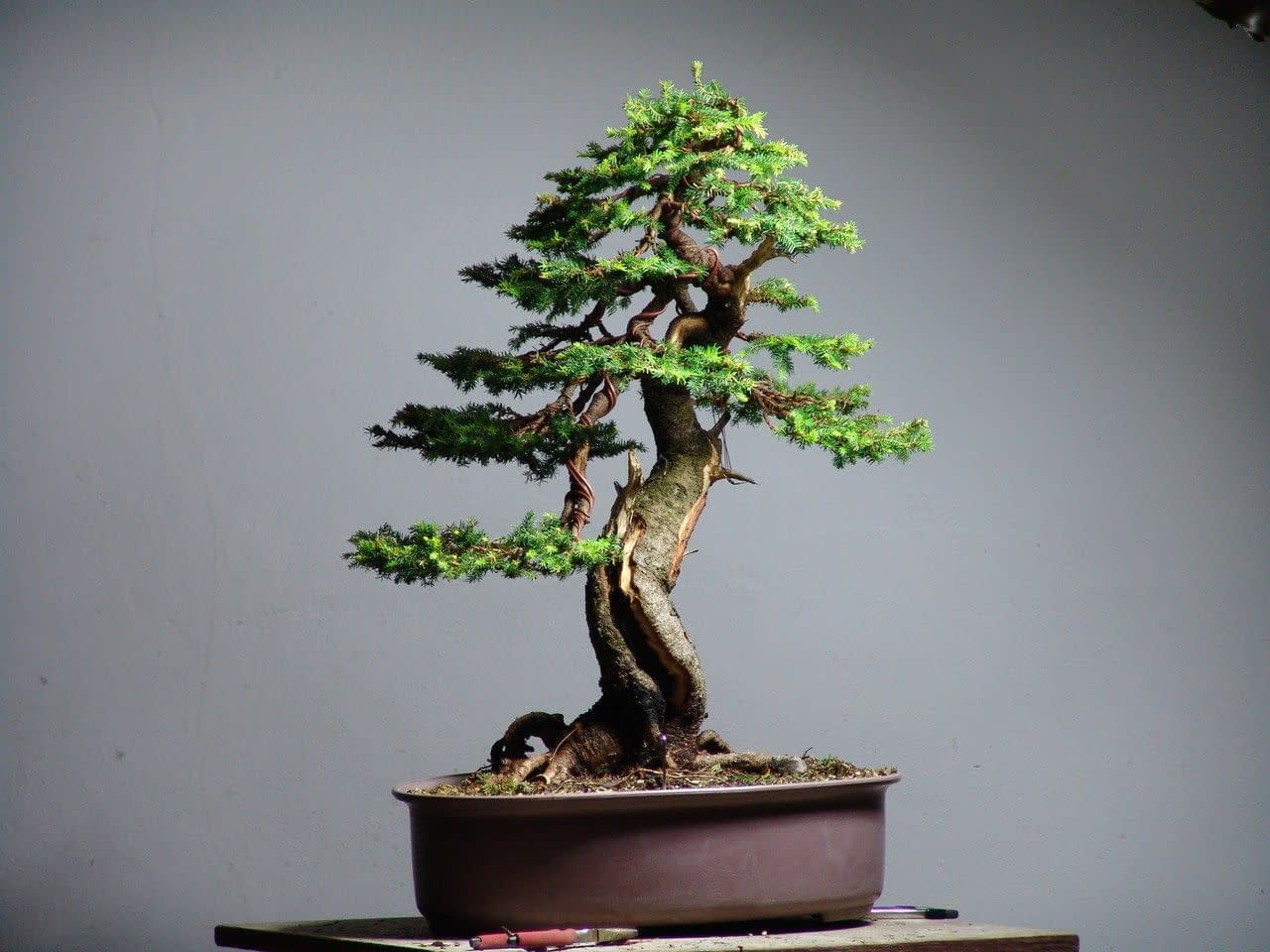 Spruce Tree Bonsai Picea Exciting 1 Care Guide!