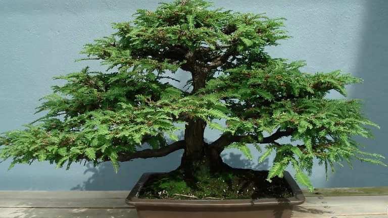 Spruce Tree Bonsai | Picea - Exciting #1 Care Guide!