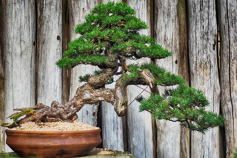 How Often Do You Water Bonsai Trees - Bonsai Alchemist