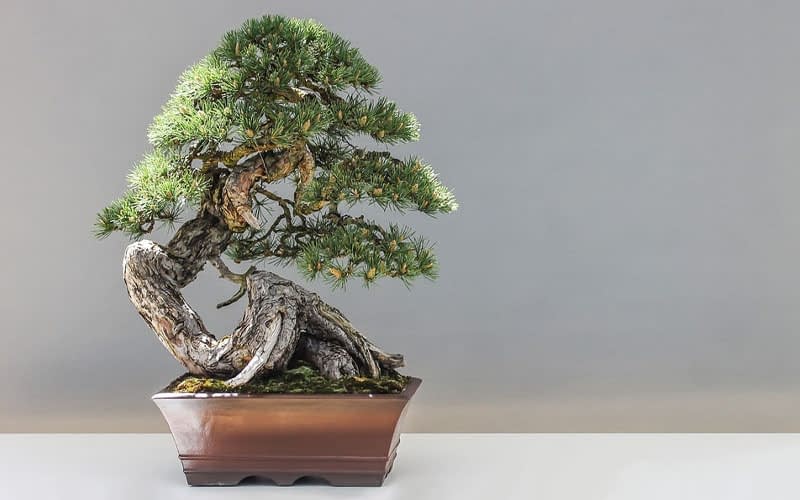 Great How Often Do You Water Bonsai Trees in the world The ultimate guide 