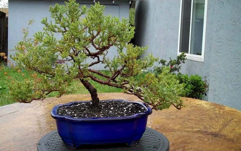 How Long Do Bonsai Trees Take To Grow? | Bonsai Alchemist