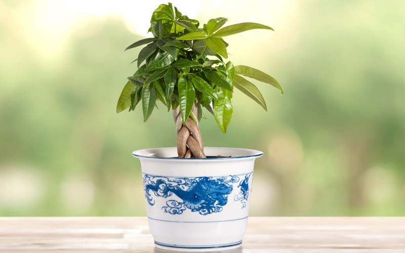 How to Prune a Money Tree Bonsai | Bonsai Alchemist