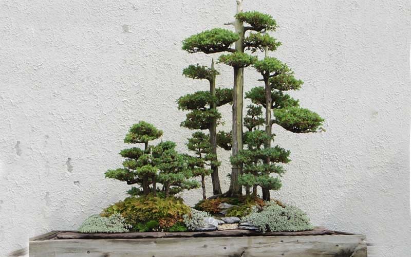 How to Identify a Bonsai Tree Bonsai Alchemist