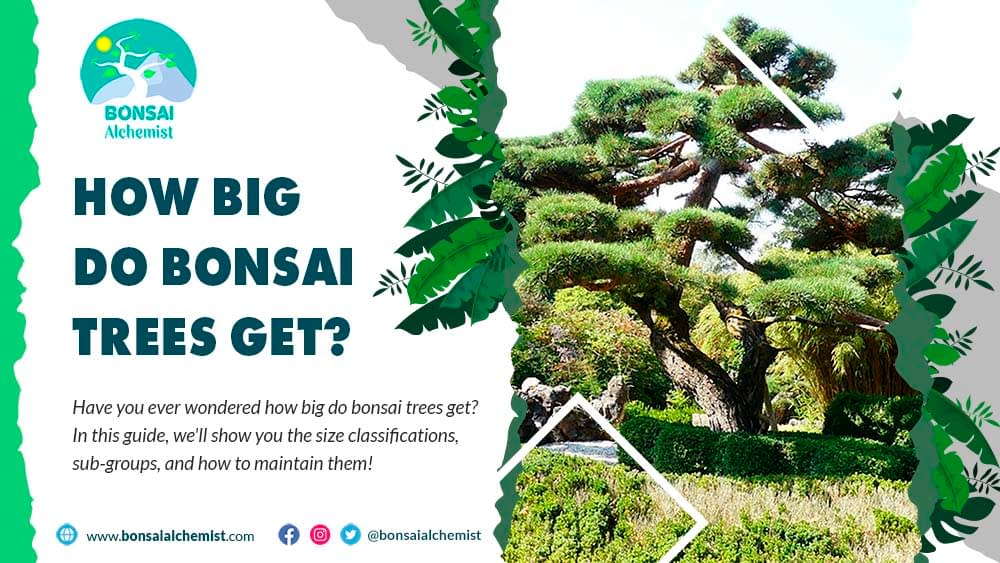 How Big Do Bonsai Trees Get? | Bonsai Alchemist
