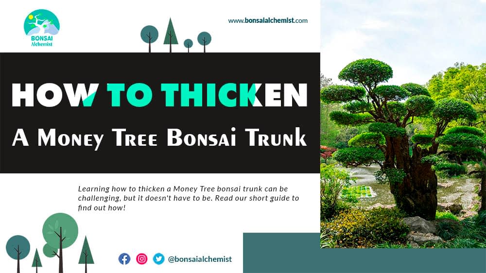 How to Thicken a Money Tree Bonsai Trunk Bonsai Alchemist