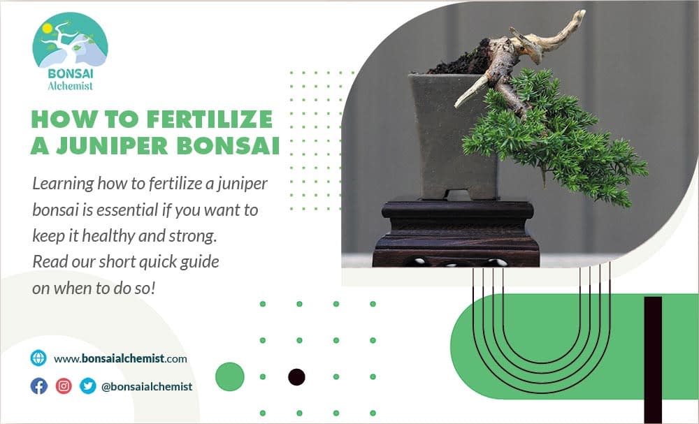How to Fertilize a Juniper Bonsai Bonsai Alchemist 101
