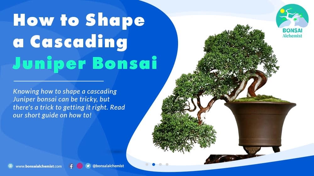 How to Shape a Cascading Juniper Bonsai Bonsai Alchemist